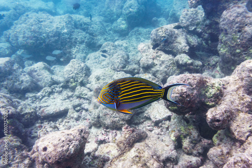 Orange lined triggerfish (Odonus niger) in the coral reef of Maldives island. Tropical and coral sea wildelife. Beautiful underwater world. Underwater photography.