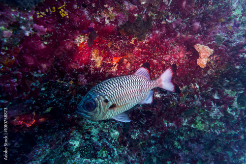 Blacktip soldier fish (Myripristis botche) in the coral reef of Maldives island. Tropical and coral sea wildelife. Beautiful underwater world. Underwater photography. photo