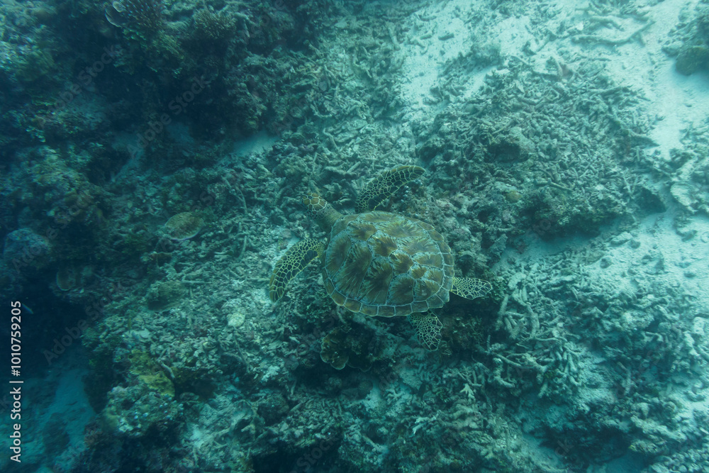 Fototapeta premium Green sea turtle. Tropical and coral sea wildelife. Beautiful underwater world. Underwater photography..