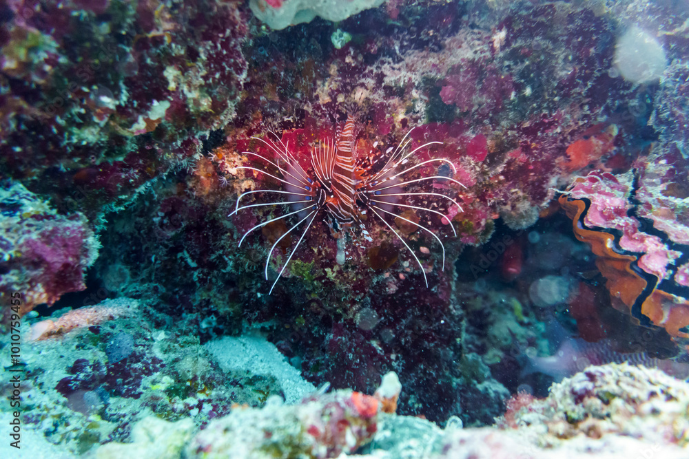 Lionfish (Pterois mombasae). Scorpaenidae - beautiful and dangerous sea fish on Maldives island. Tropical and coral sea wildelife. Beautiful underwater world. Underwater photography. Lionfish (Pterois mombasae). Scorpaenidae - beautiful and dangerous sea fish on Maldives island. Tropical and coral sea wildelife. Beautiful underwater world. Underwater photography.
