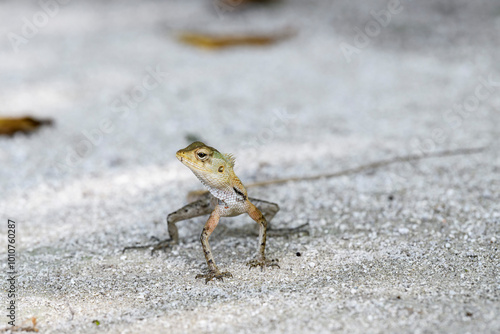 Wild lizard (oriental garden lizard) living in maldives islands. Reptile photo