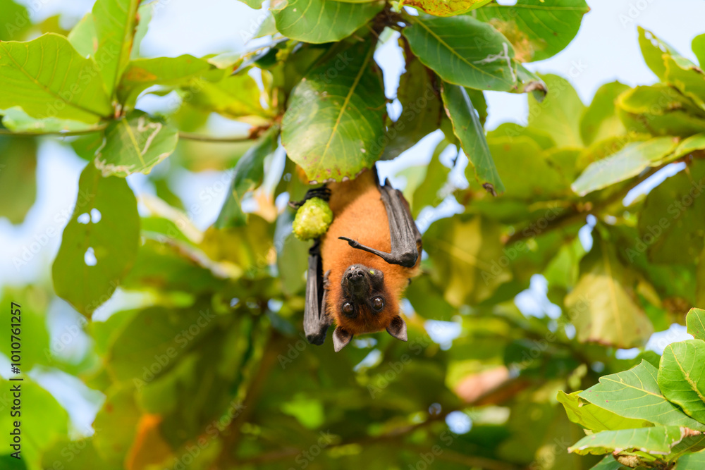 Naklejka premium Flying Fox on Maldives island. Fruit bat flying. Gray-headed Flying Fox (Pteropus poliocephalus).