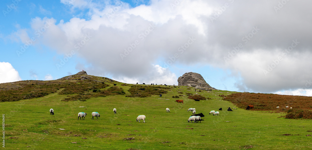 Obraz premium Haytor rock on Dartmoor in England. Panoramic picture showing the granite landmark taken in a Devonshire National park. 