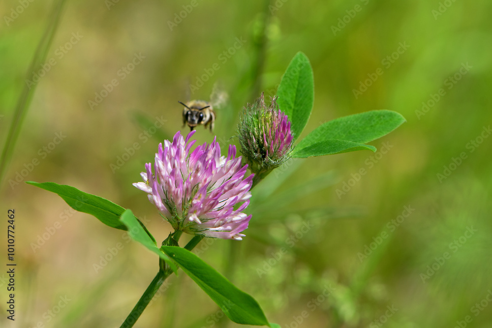 bee at work on clover flower collecting pollen. bright delicate pink clover flower, honey bee. macro nature, wild wildflower, useful insect, spring or summer sunny day, close-up. natural background bee at work on clover flower collecting pollen. bright delicate pink clover flower, honey bee. macro nature, wild wildflower, useful insect, spring or summer sunny day, close-up. natural background