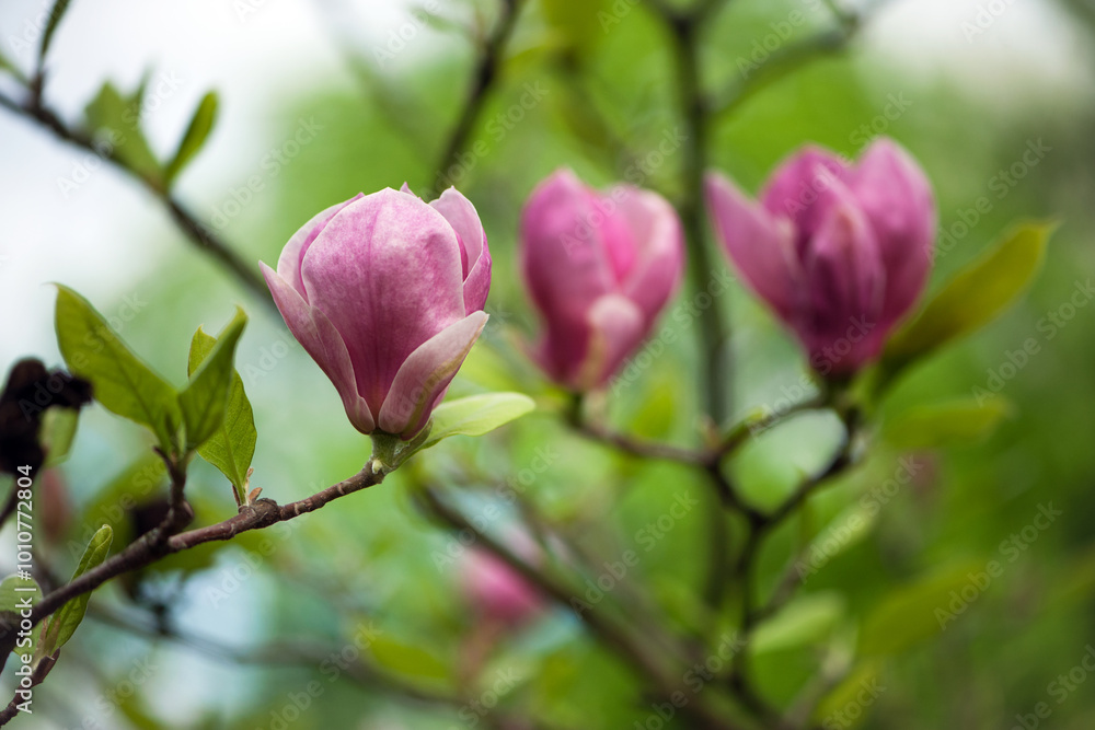 Magnolia. pink flower. spring magnolia flowers, natural soft floral background. beautiful flowers, delicate magnolia, in the garden or park. pink flower on green natural background. close-up Magnolia. pink flower. spring magnolia flowers, natural soft floral background. beautiful flowers, delicate magnolia, in the garden or park. pink flower on green natural background. close-up