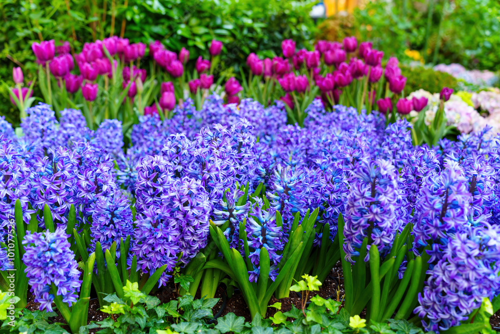 Vibrant Hyacinths and Tulips in Colorful Garden Background Vibrant Hyacinths and Tulips in Colorful Garden Background