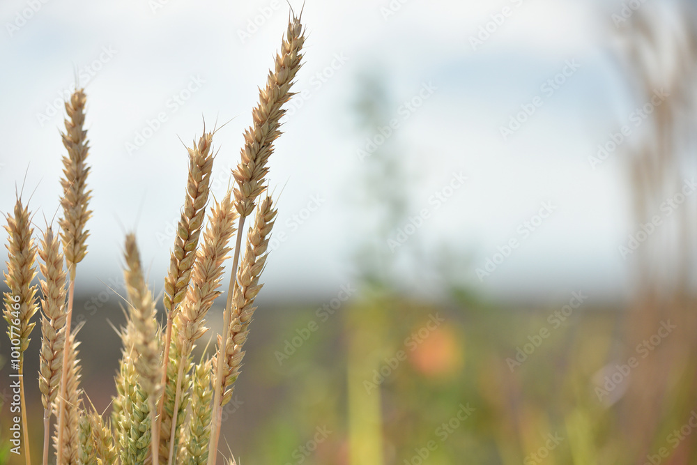 Fototapeta premium spikelets. Close-up of green spikelets of wheat, barley, against a background of green field and sky. Wheat harvest. Close-up, spikelets of cereals on an agricultural field, farming, with copy space.