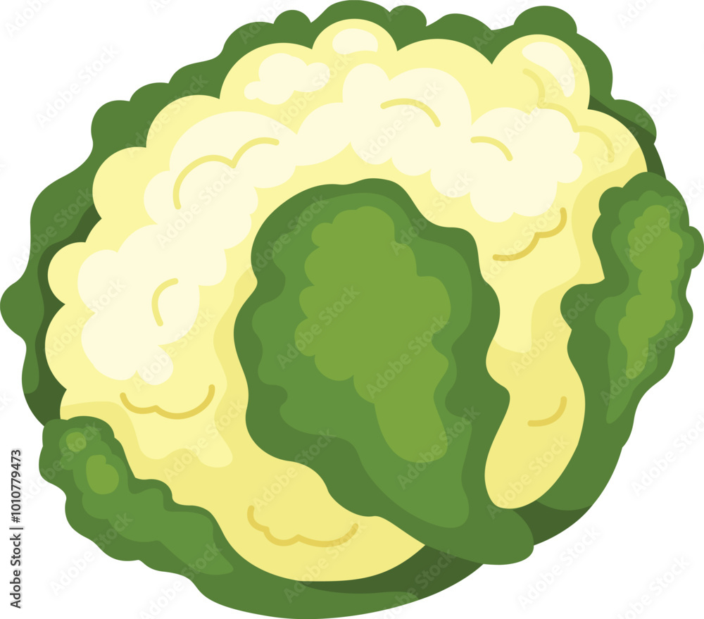 illustration of Cauliflower on a white background illustration of Cauliflower on a white background