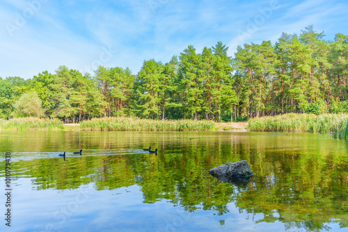 Serene Lake Reflection with Ducks and Lush Green Pine Forest photo