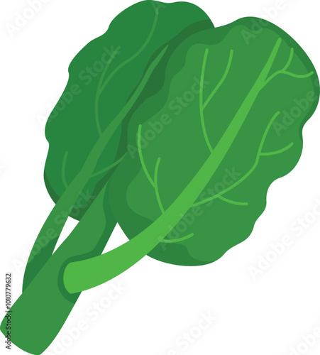 illustration of Kale on a white background