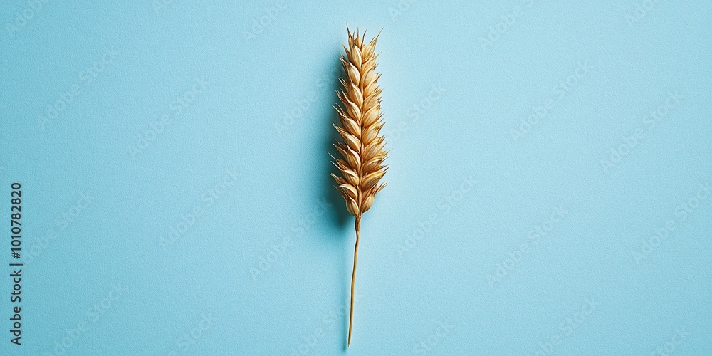Serene Oat Kernel: Minimalist Close-up of a Single Organic Grain on Light Blue Surface, Clean and Fresh Concept. Serene Oat Kernel: Minimalist Close-up of a Single Organic Grain on Light Blue Surface, Clean and Fresh Concept.