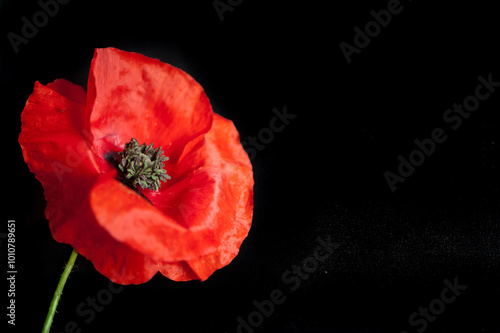 Принти на полотні A beautiful red poppy on the black background