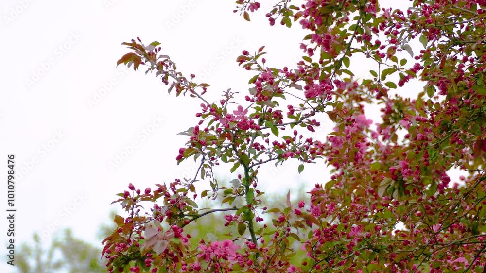 Tennessee Warbler perched on a spring blossom, surrounded by bright green leaves and pink flowers Tennessee Warbler perched on a spring blossom, surrounded by bright green leaves and pink flowers