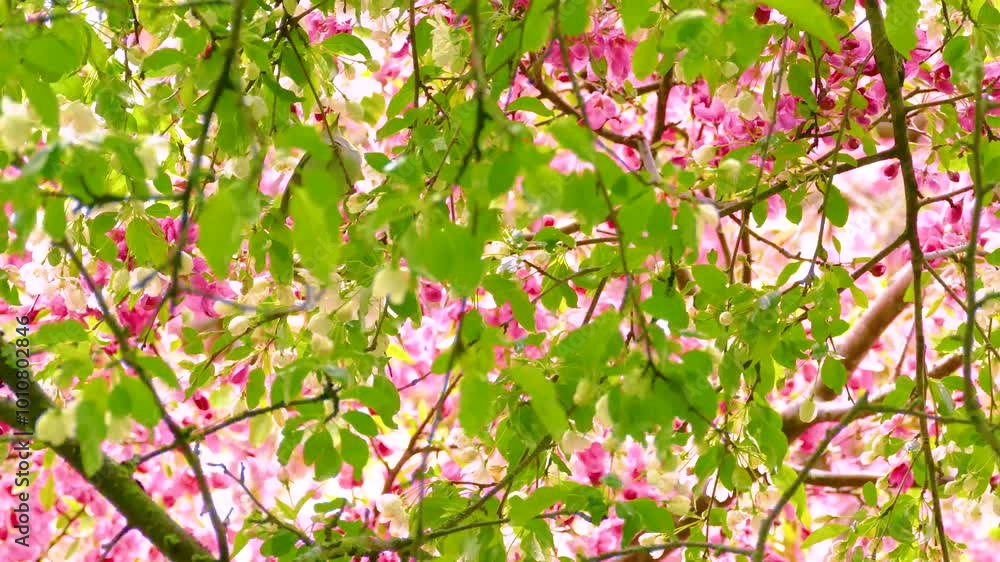 Warbler perched on branches surrounded by pink blossoms and vibrant green leaves, hopping from branch to branch Warbler perched on branches surrounded by pink blossoms and vibrant green leaves, hopping from branch to branch