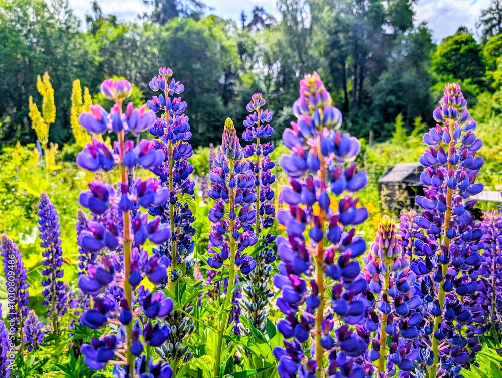 Obraz premium flowers in the garden