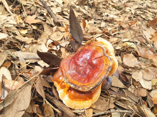 Mushroom red-brown Lacquered bracket or Ganoderma lucidum lies on the ground in brown leaves. photo