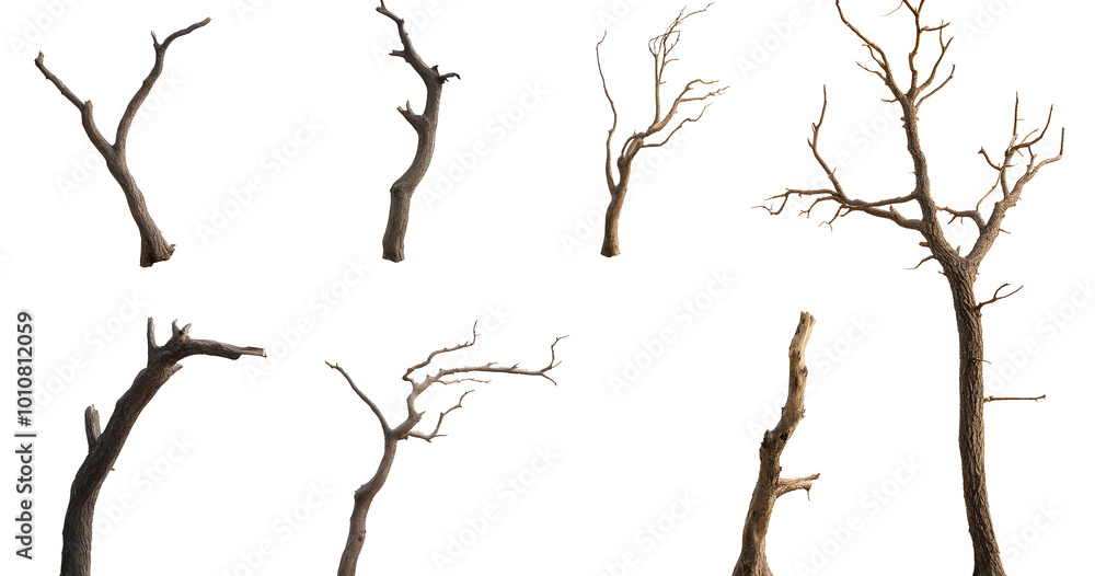 Set of various dead dry tree branch isolated on transparent background. Set of various dead dry tree branch isolated on transparent background.