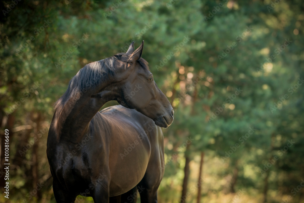 Φωτογραφία dark Czech Warmblood horse