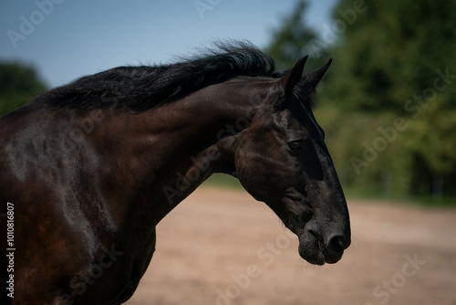 Cuadro en lienzo The Czech Warmblood, black horse