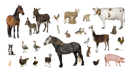 Large group of many farm animals standing together