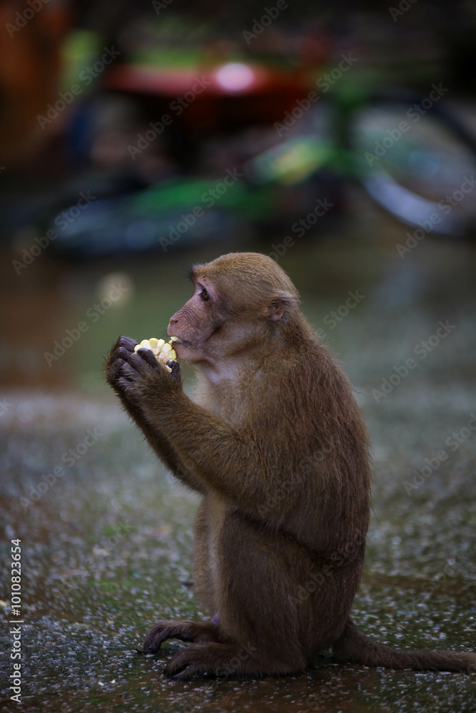 Obraz premium Monkey at Tham Phra Temple, Chiang Rai Thailand
