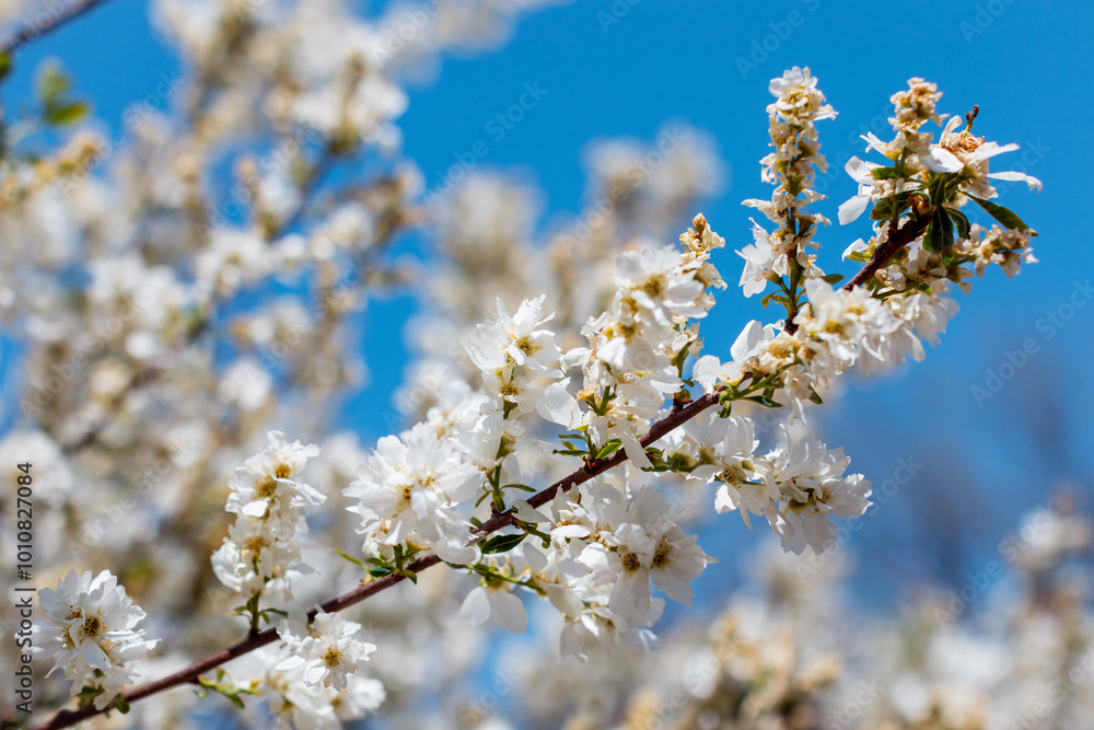 apple blossom in the garden spring time - Image apple blossom in the garden spring time - Image