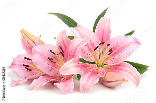 Flowers isolated on white background