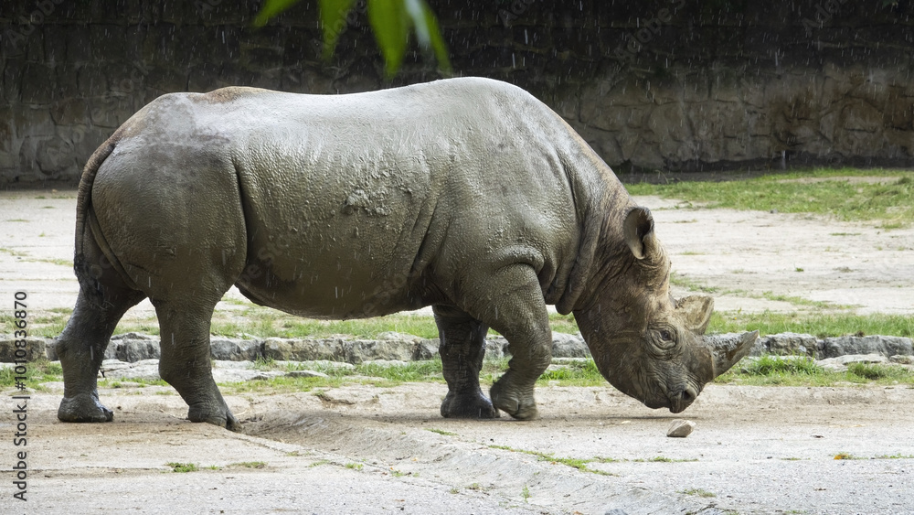 The black rhinoceros (Diceros bicornis sometimes also called the hook-lipped rhinoceros) is a species of rhinoceros, native to eastern Africa and southern Africa, The black rhinoceros (Diceros bicornis sometimes also called the hook-lipped rhinoceros) is a species of rhinoceros, native to eastern Africa and southern Africa,