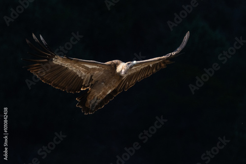 Photos Eurasian griffon vulture (Gyps fulvus) flying in Monfrague National Park