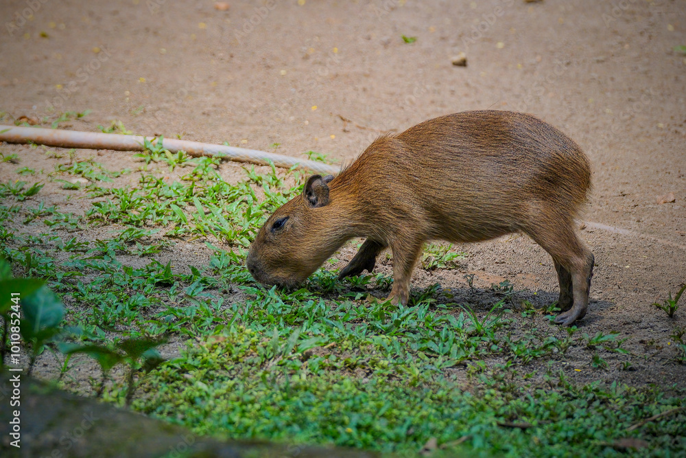 Adult and young capybara -hydrochoerus hydrochaeris Adult and young capybara -hydrochoerus hydrochaeris