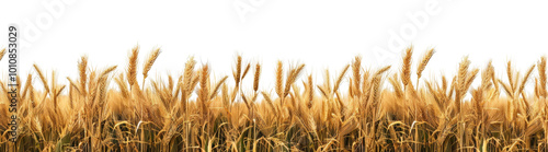 A field of golden wheat with a white background