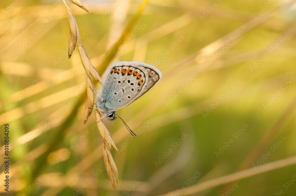 custom made wallpaper toronto digitalA beautiful little butterfly in nature. Wildlife.