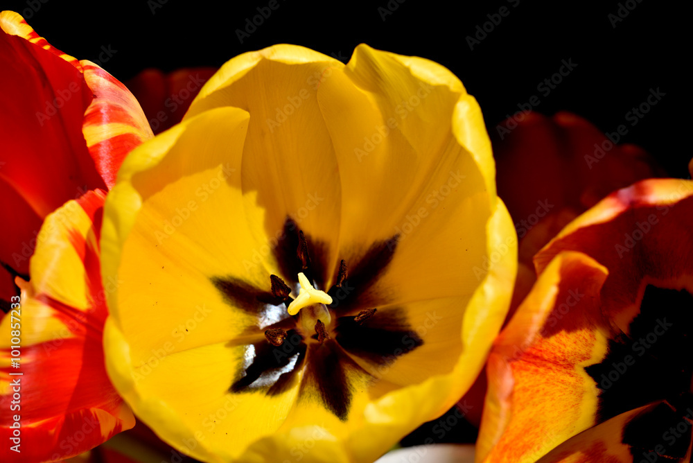tulips interior view with stamens and pistil and base of petals tulips interior view with stamens and pistil and base of petals