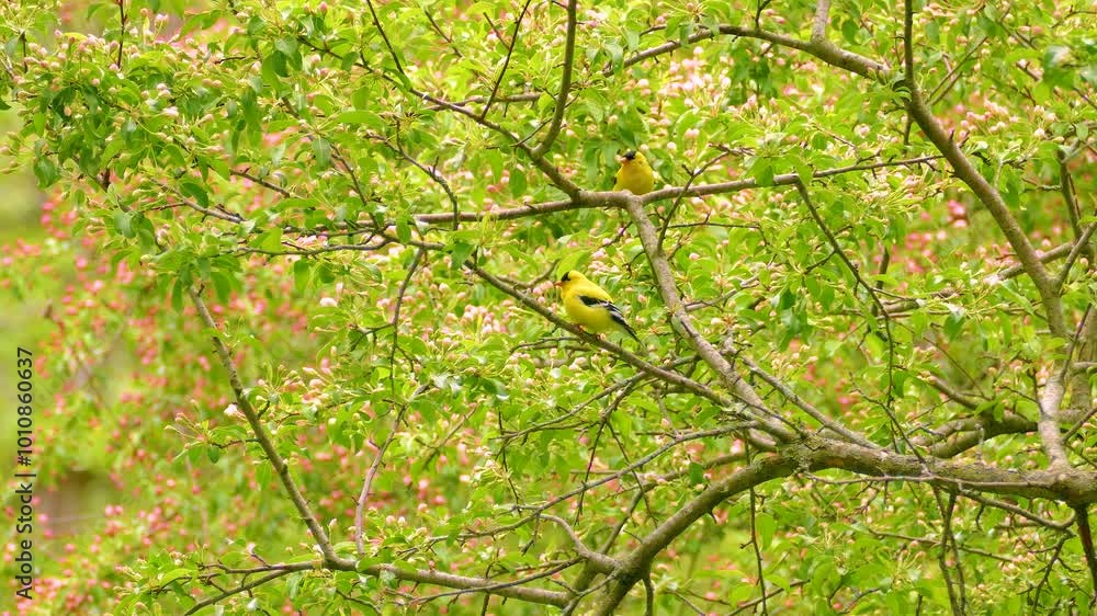 Two yellow american goldfinch birds standing on a tree branches, Ottawa, Ontario, Canada. Two yellow american goldfinch birds standing on a tree branches, Ottawa, Ontario, Canada.
