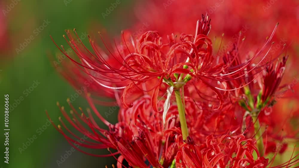 Red spider lily or cluster amaryllis flower blooming in autumn Red spider lily or cluster amaryllis flower blooming in autumn