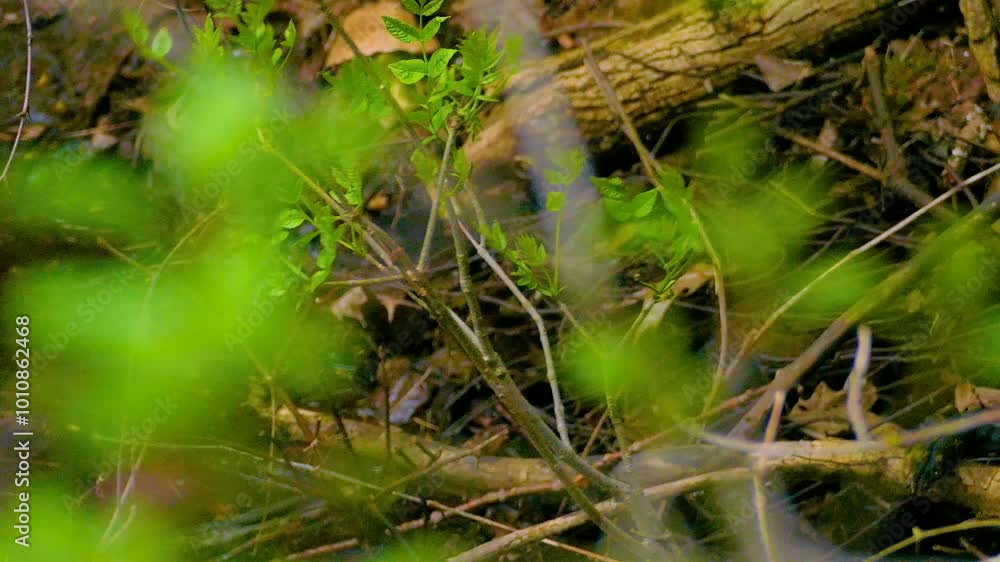 Chestnut sided warbler moves through dense foliage on the forest floor, blending with its surroundings, then flying away Chestnut sided warbler moves through dense foliage on the forest floor, blending with its surroundings, then flying away