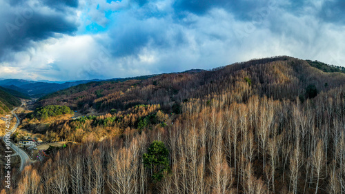 Aerial view of early spring birch trees on mountain at Wondae-ri near Inje-gun, Korea