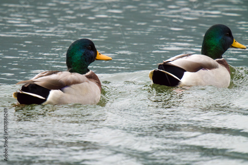 two male mallard, anas platyrhynchos, swimming in a pond at a rainy autumn day