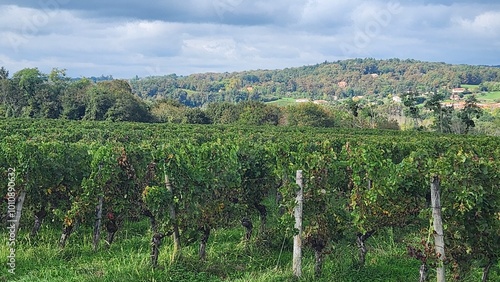 Coteaux de Pécharmant, Bergerac, Périgord Pourpre, Dordogne, Nouvelle Aquitaine, France Europe photo