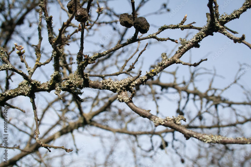 lichen lichen