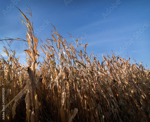 corn field at harvest , dry plants ready for harvest, blue sky