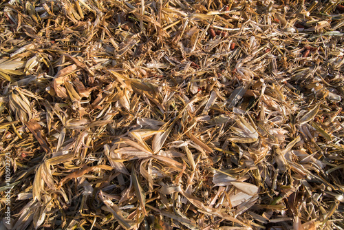 cobs husks close up in the field on the ground after harvesting corn