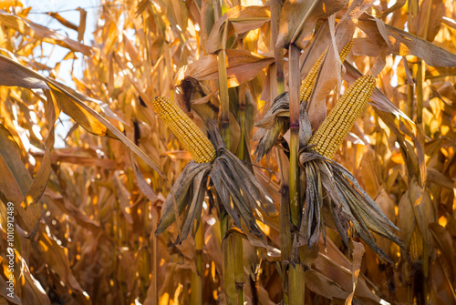 dry corn cobs and stalks ready for harvest, illuminated by the golden sun