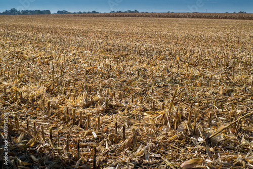 cut stalks of a corn field after harvest