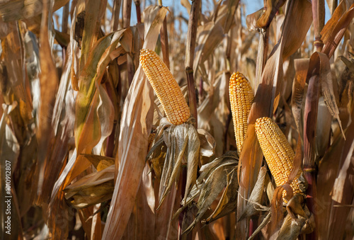 golden ears of corn ready for harvest, a dry corn