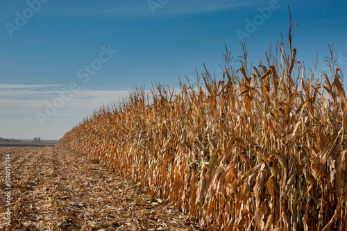 field of dry corn plants, leaves, stalks, cobs ready for harvesting