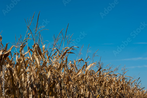 dry plants ready for harvest on blue sky background, corn field
