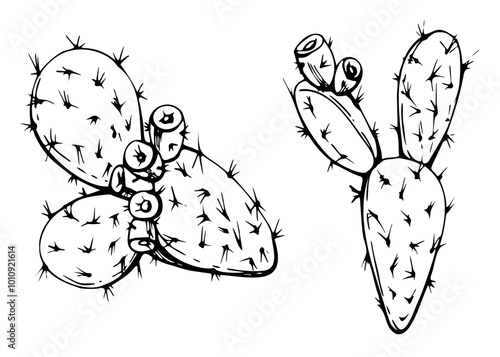 Nature tropical exotic desert plant succulent cactus aloe agave nopal. Hand drawn ink vector illustration isolated on white. Design travel, vacation brochure, print, botanical garden, greenhouse ads