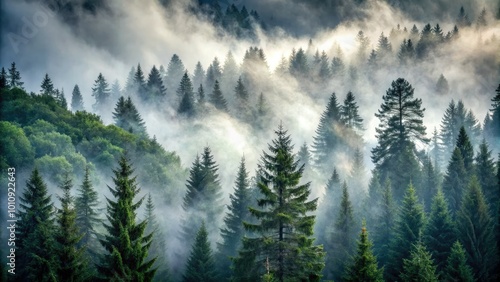 In a fog-laden fir forest, trees rise like shadows beneath a brooding gray sky, inspiring a depth of emotion and creativity for captivating photography.