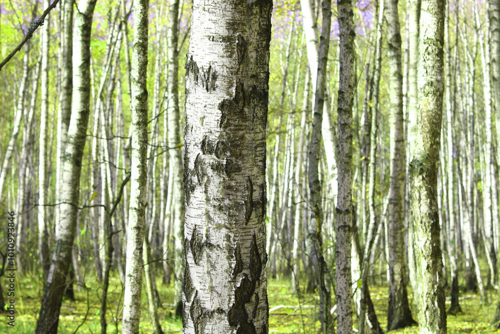 Obraz premium Beautiful birch trees with white birch bark